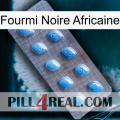 African Black Ant viagra3